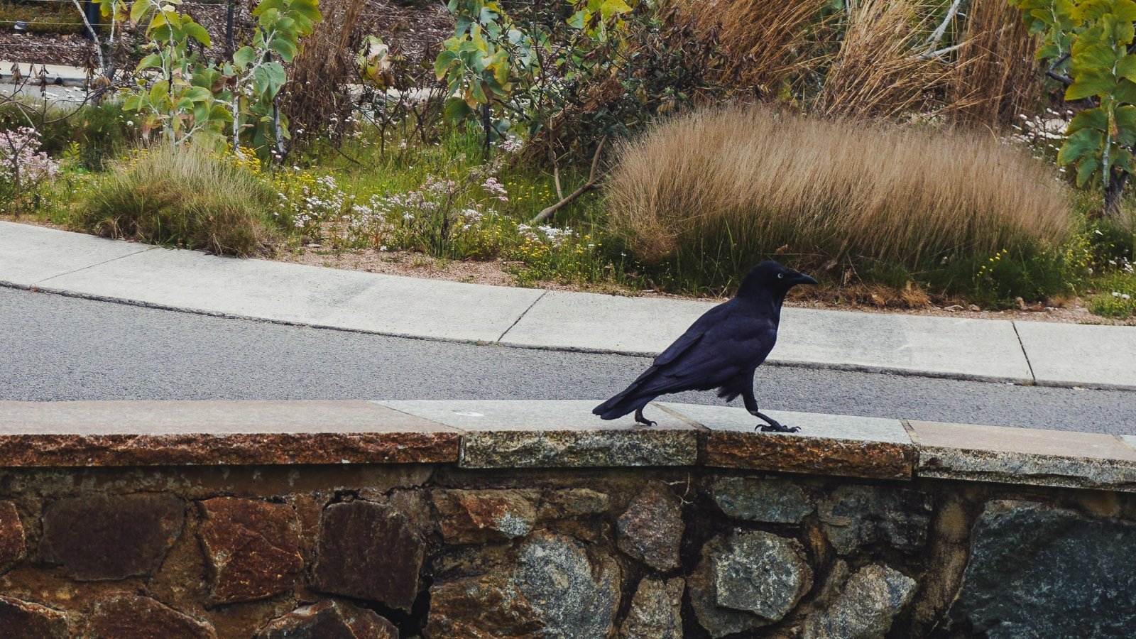 Black Currawong