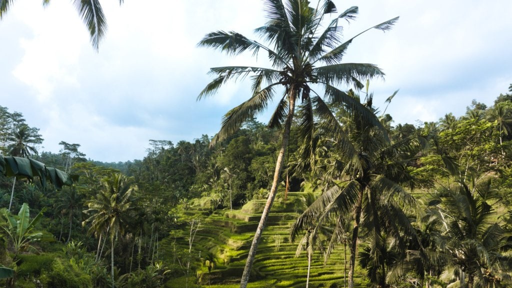 Tegallalang rice terraces