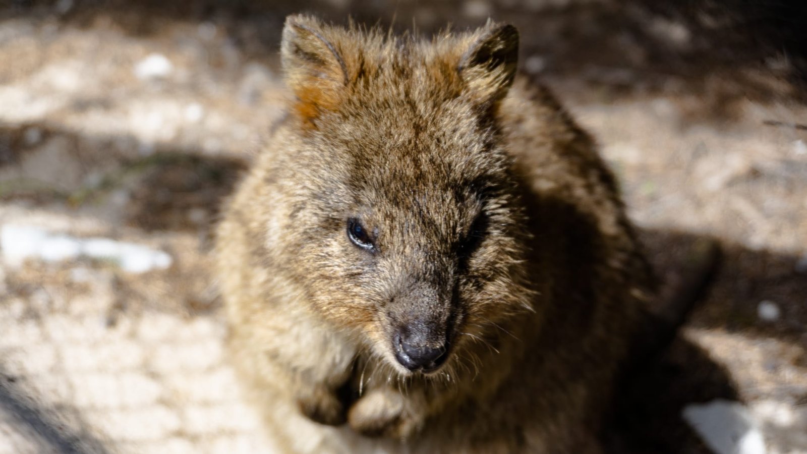 Quokka