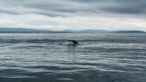 Whale near the coast of Húsavík