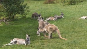 Kangaroos