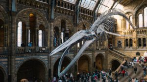 Natural History Museum