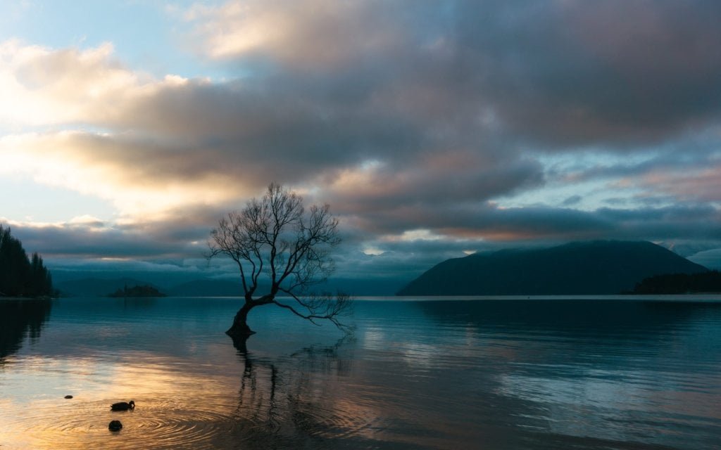 The Wanaka Tree