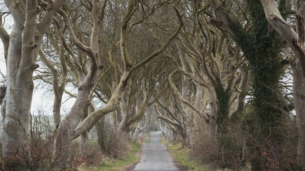 Dark Hedges