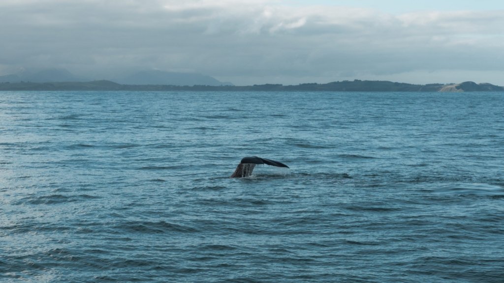 Whale in Kaikoura