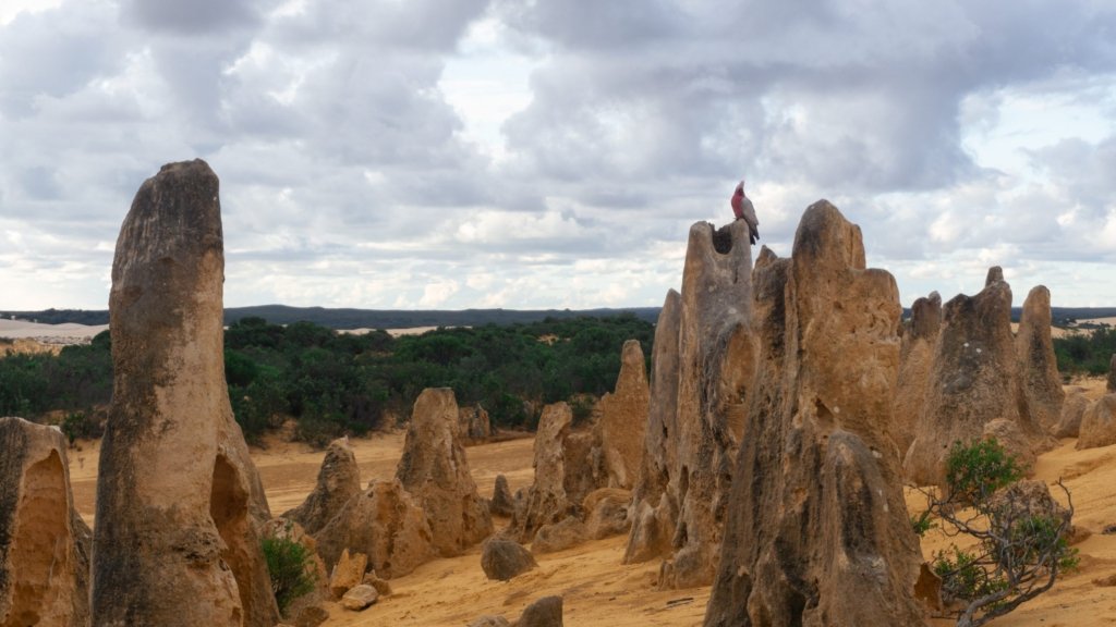 Pinnacles Desert