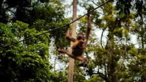 Orang-Utan in Sepilok