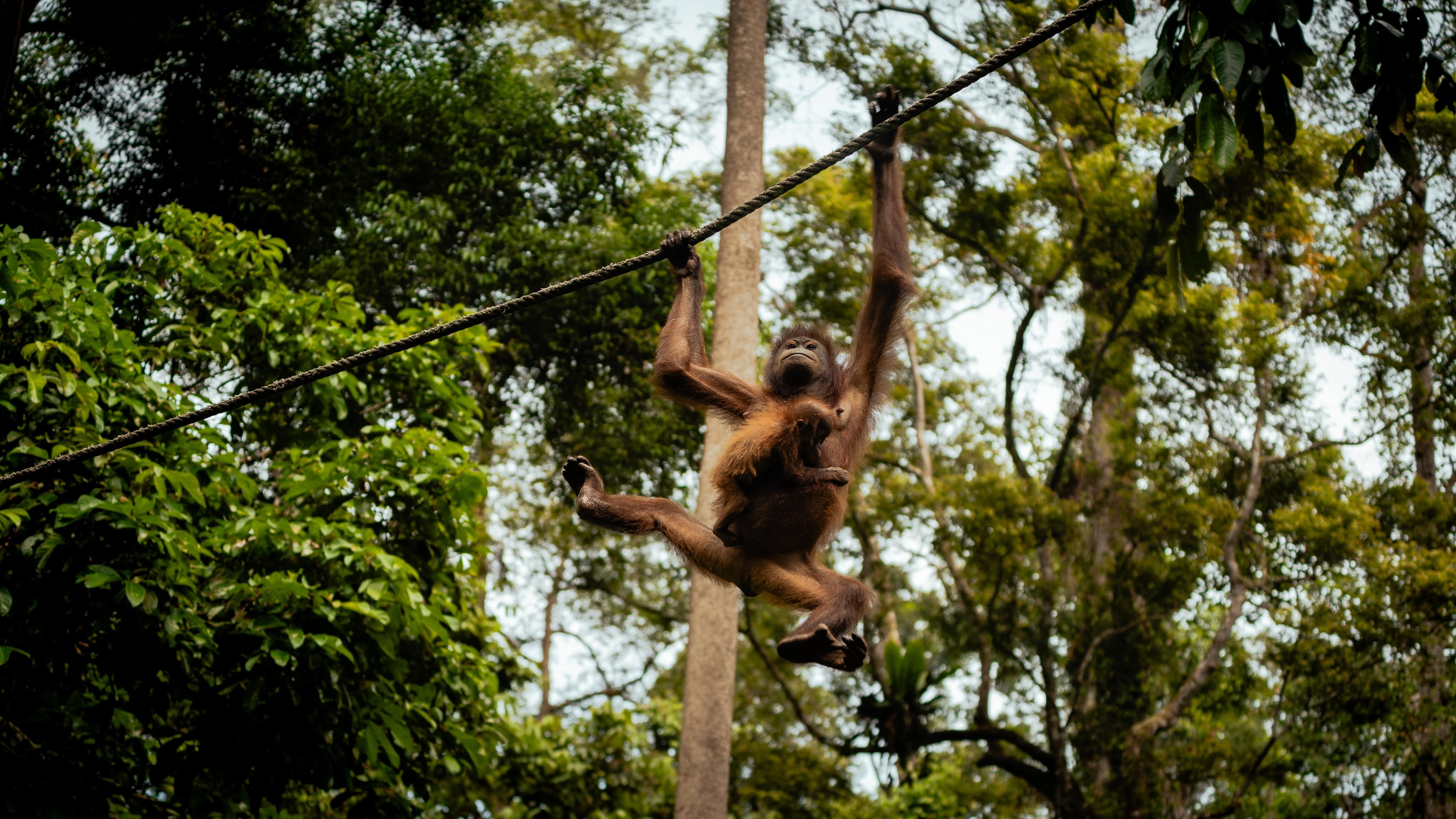 Orangutan in Sepilok
