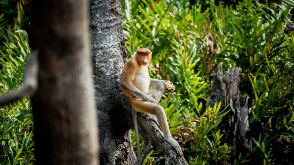 Proboscis Monkey in Labuk Bay