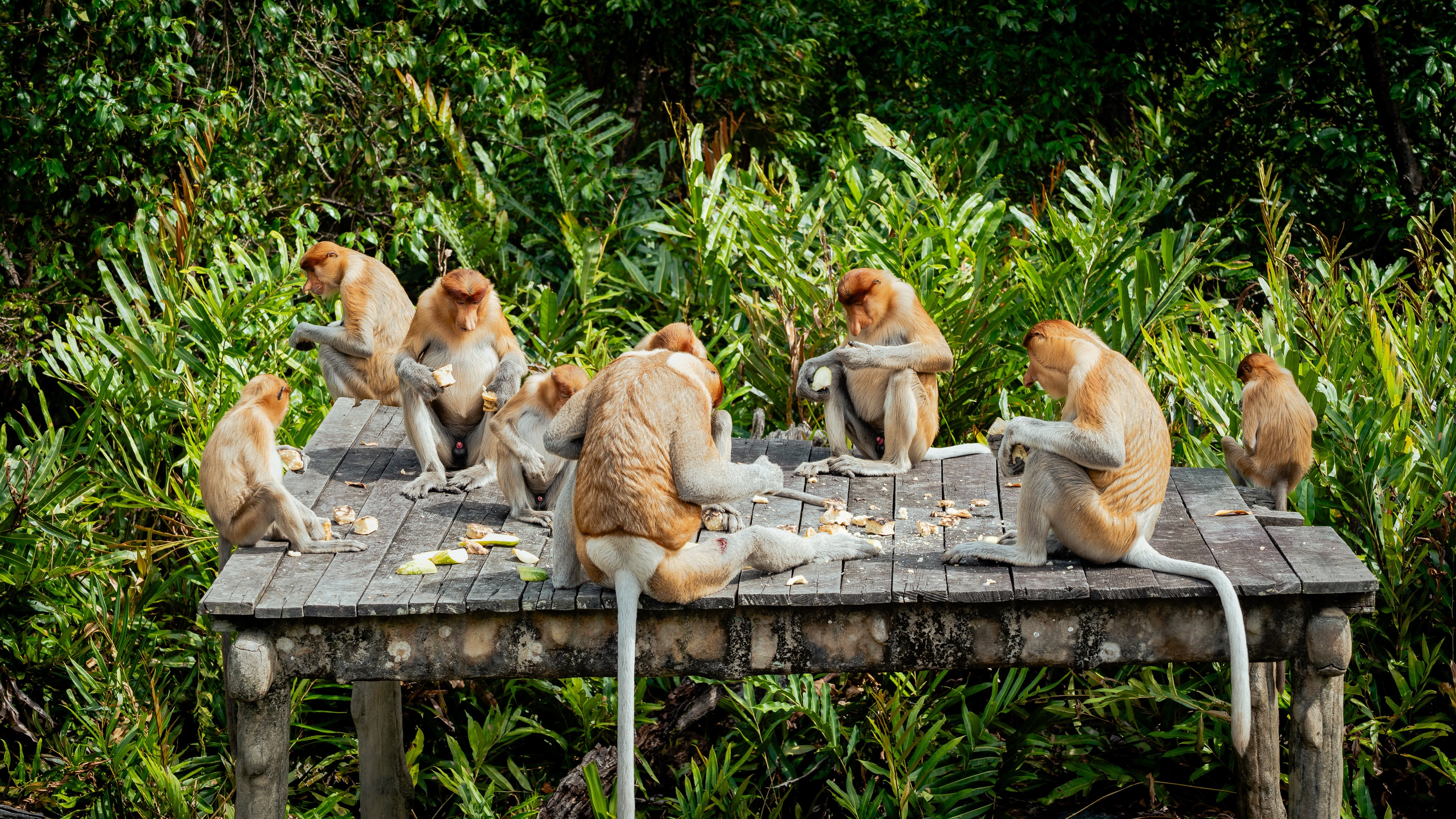 Group of Proboscis Monkeys