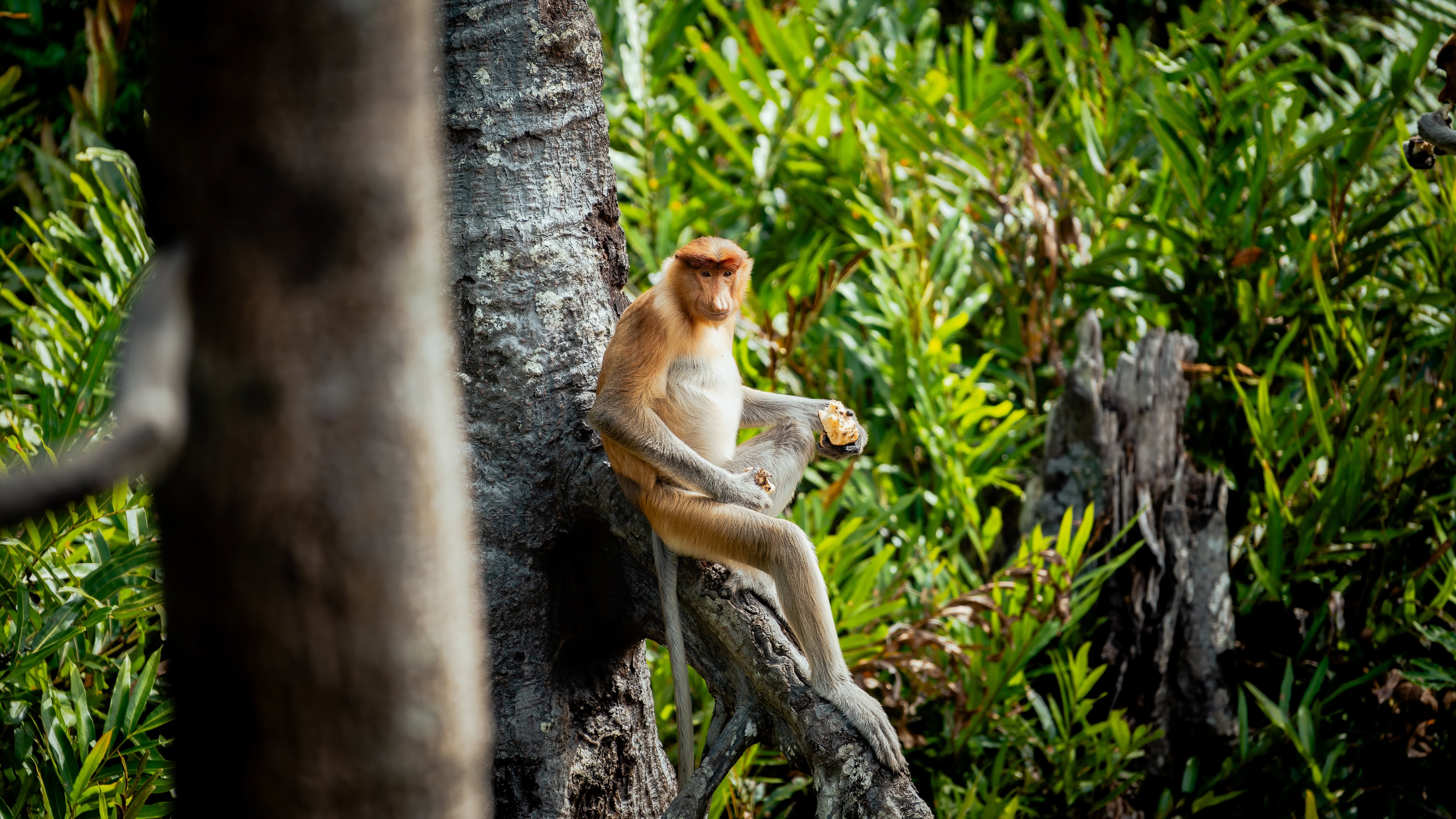Proboscis Monkey in Labuk Bay
