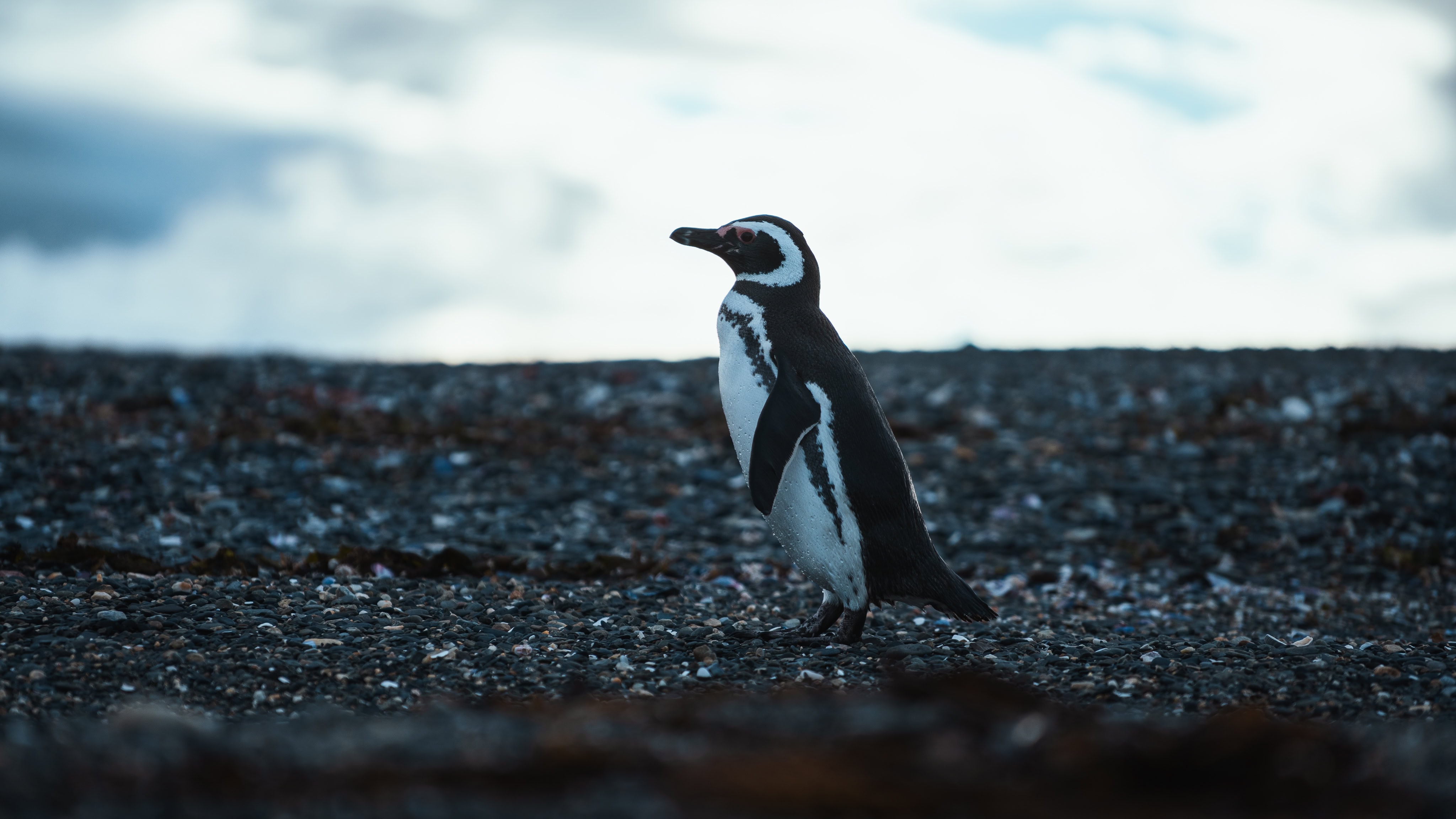 Magellanic penguin